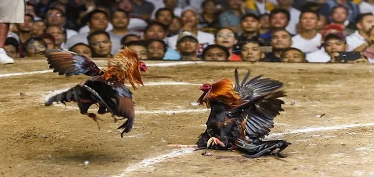 Đá Gà FUN88: Trải Nghiệm Giải Trí Đỉnh Cao Cho Người Đam Mê 1 Đá Gà FUN88: Trải Nghiệm Giải Trí Đỉnh Cao Cho Người Đam Mê